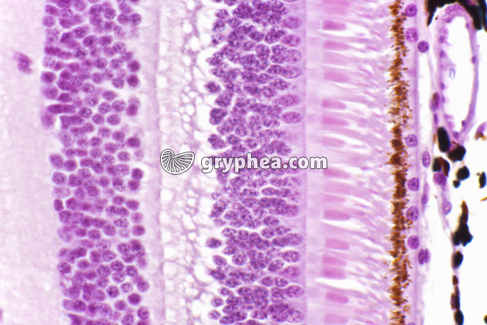 Rétine avec cônes et batonnets x200 - gryphea.org
